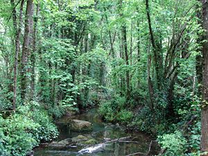 Arroyo molino.jpg